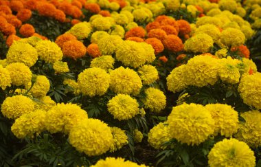 Sarı Turuncu Fransız Marigold Patula Etiketi Bay Majestik Çiçek Hint Assam Yerel Bahçesi 2