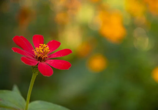 Daisy Ailesi Ayçiçeği Kabilesi Zinnia Mikro Lossa Pembe Çiçek Bulanık — Stok fotoğraf