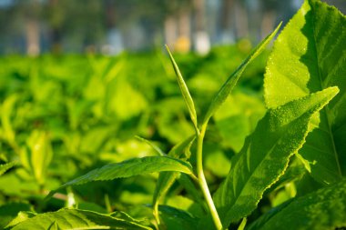 ASSAM ÇAĞI YAŞINDA ÇAĞLIYOR