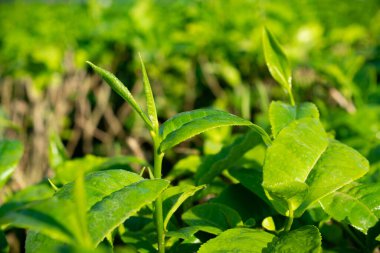 ASSAM ÇAĞI YAŞINDA ÇAĞLIYOR