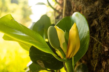 YEŞİL BEBEK JACKFRUIT ARTOCARPUS HETEROPHYLLLUS 'UN JACK Ağacına Yakın Bir Görüntü Aldı