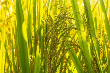 RICE ORYZA SATIVA TÜRKETİ KÜLTÜRLÜ KÜLTÜRLÜ KUL KUTSAL KARAKINDA GÖRÜLDÜ