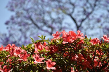 Parkta kırmızı çiçekler. 8 Mart 2020 'de Mexico City' deki bir parkın günlük görüntüsü