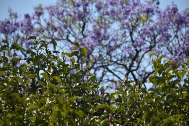Jakaranda ağacı çiçekleri yeşil yaprak tomurcuklarını korur. 8 Mart 2020