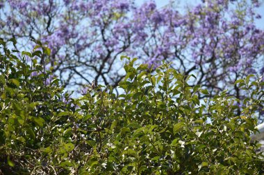 Jacaranda ağaç dalları, önünde meyve ve yeşil çalılar var.