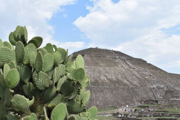 Pêra Espinhosa Cacto Planta Com Turistas Ascendendo Pirâmide Sol Teotihuacan — Fotografia de Stock