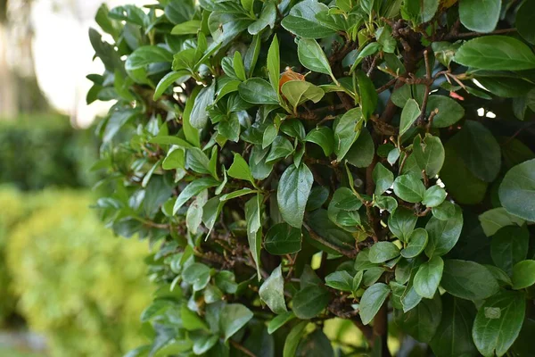 Ściana Pokryta Zielonymi Liśćmi Naturalne Tło Dzikiej Rośliny Marca 2020 — Zdjęcie stockowe
