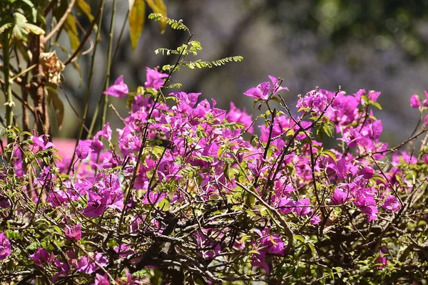Baharda güneşli bir bahçede kır çiçeklerinin yakın çekimi. 8 Mart 2020