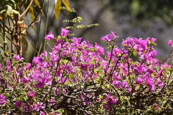 Güzel, mor kır çiçekleri ve arkası bulanık ağaçlar. 8 Mart 2020