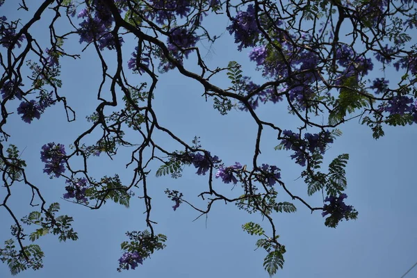 Jacaranda Galhos Árvores Com Frutos Violetas — Fotografia de Stock