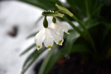 bahar çiçekleri karda