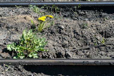 Eski kırsal tren rayları arasındaki sarı karahindiyon çiçeği