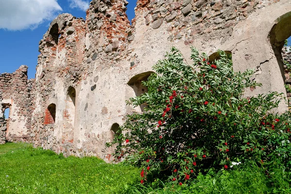 Arbusto Bayas Rowan Rojo Ruinas Del Castillo Edad Media Dobele —  Fotos de Stock