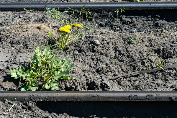 Eski kırsal tren rayları arasındaki sarı karahindiyon çiçeği
