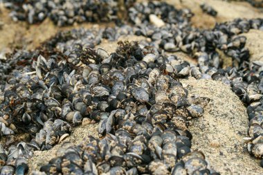 Kumsalda midyeler yosunlarla birlikte.