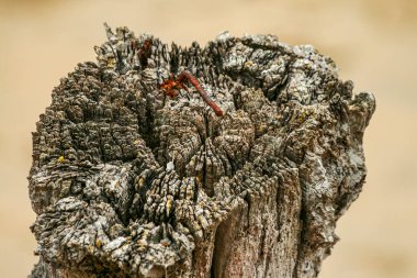 Yaşlı paslı çivi çok eski bir kereste direğinde