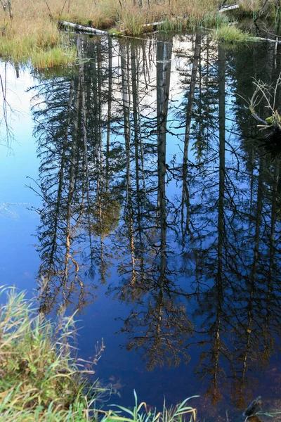 Kiefernbaum Reflektiert Sich Wasser — Stockfoto