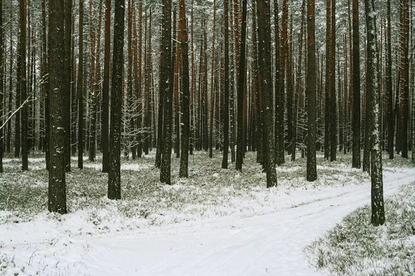 Floresta Nevada Escura Inverno — Fotografia de Stock