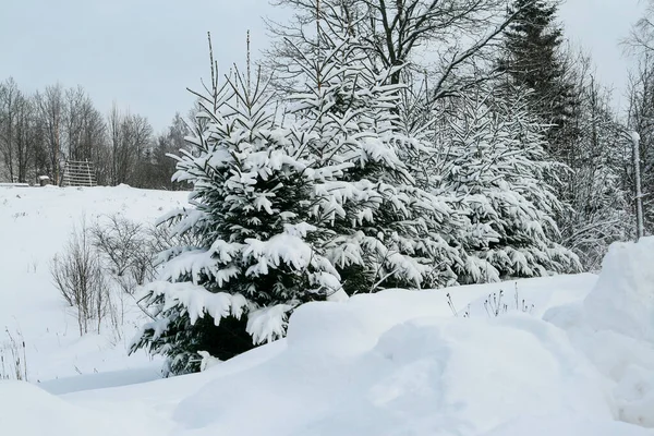 Abetos Cobertos Neve — Fotografia de Stock