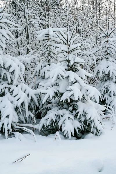 Abetos Cobertos Neve — Fotografia de Stock