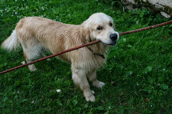 Golden Retriever Con Palo Boca —  Fotos de Stock