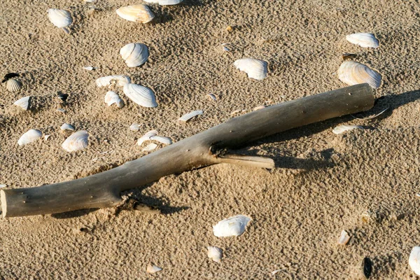 Driftwood Beach Seashells — Stock Photo, Image