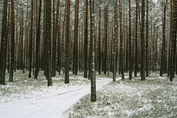 Floresta Nevada Escura Inverno Fotos De Bancos De Imagens