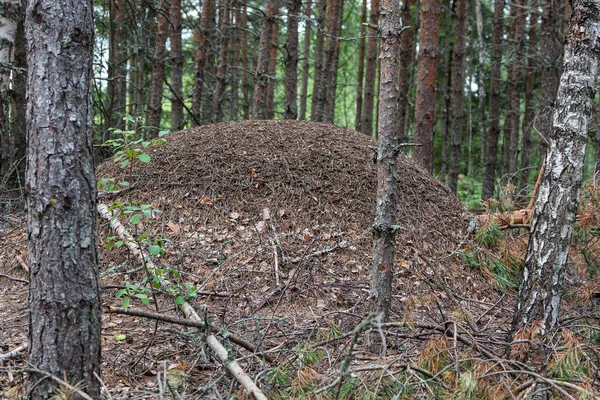 緑の森の中の大きな蟻塚 ストック画像