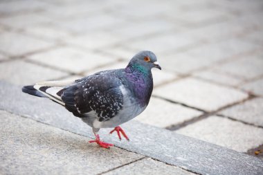Çimenlikteki güvercin ya da şehirde asfalt. Güvercin ayakta. Gri arka planda güvercin ya da güvercin. Güvercin konsepti fotoğrafı.