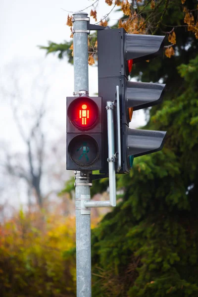 pedestrian traffic light red or green. Light of pedestrian crossing.