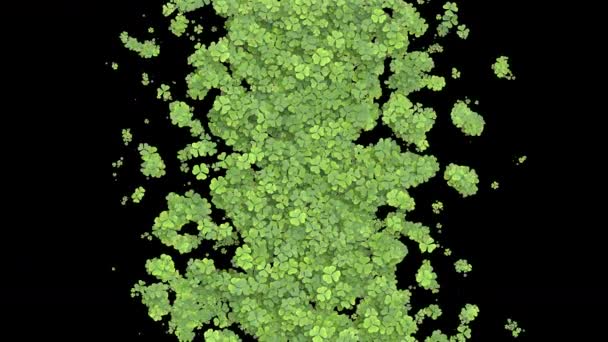 Transição Trevo Crescente Folhas Verdes Cobrindo Tela Crescendo Animação Grama — Vídeo de Stock