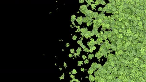 Зростаючий Перехід Конюшини Зелене Листя Покриває Екран Зростаюча Анімація Трави — стокове відео