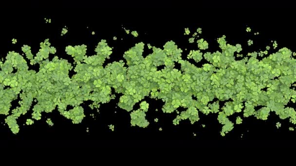 Creciendo Transición Del Trébol Hojas Verdes Cubriendo Pantalla Crecimiento Animación — Vídeo de stock