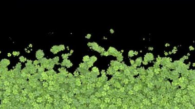 Büyüyen yonca geçişi. Ekranı yeşil yapraklar kaplıyor. Alfa matte ile ot yetiştirme animasyonu. Aşağıdan geçiş.