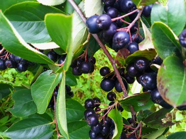 Taze Aronia meyveleri dalda