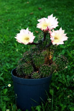 Üç kaktüs çiçeğine yakın, detaylarla dolu büyük bir çiçek.