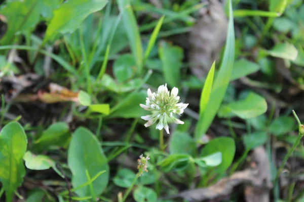 Güzel Beyaz Çiçek Yoncası Yeşil Çimlerde — Stok fotoğraf