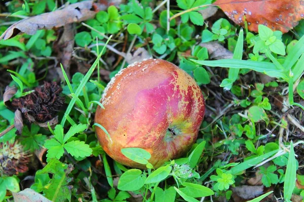 腐ったリンゴと草の中の真菌 — ストック写真