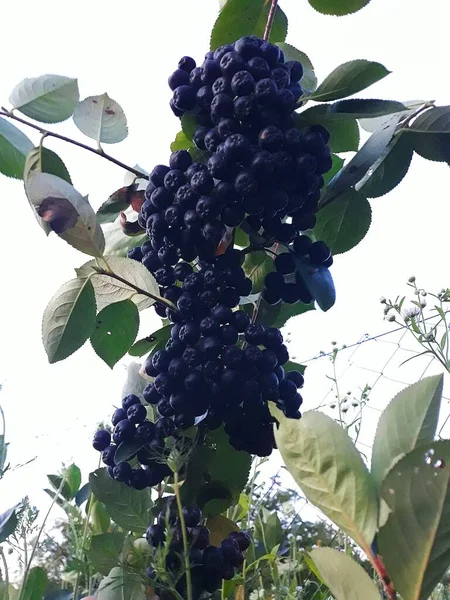 Big Branch Aronia Berries — Stock Photo, Image