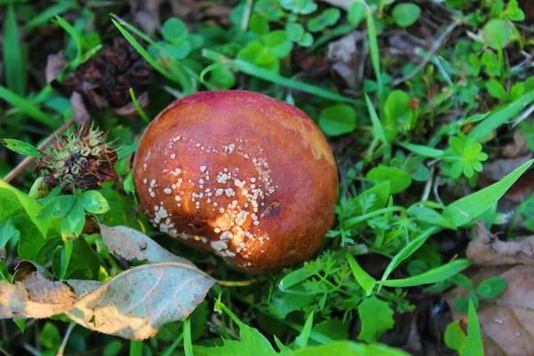 腐ったリンゴと草の中の真菌 — ストック写真