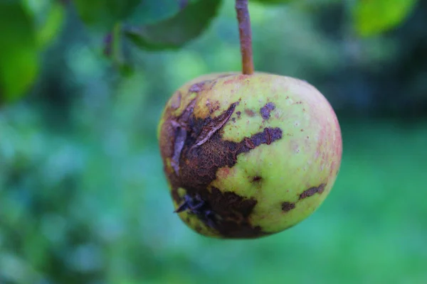 Apel Kecil Pohon Dengan Kerusakan Dan Retak — Stok Foto