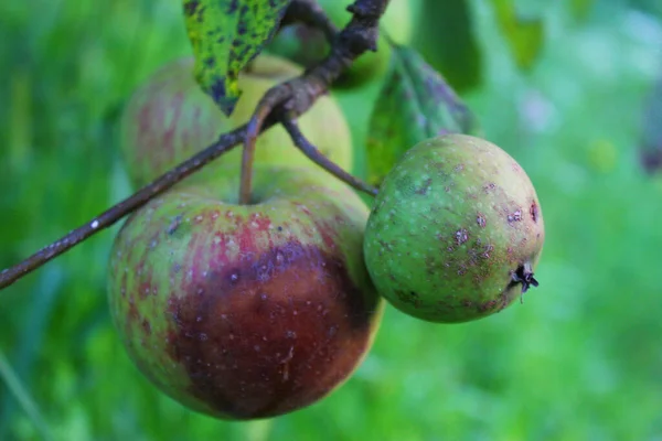 Dos Manzanas Una Lado Otra Donde Una Está Podrida — Foto de Stock