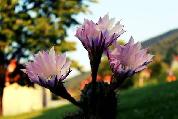 Nahaufnahme Von Drei Kakteenblüten Große Blume Mit Details — Stockfoto