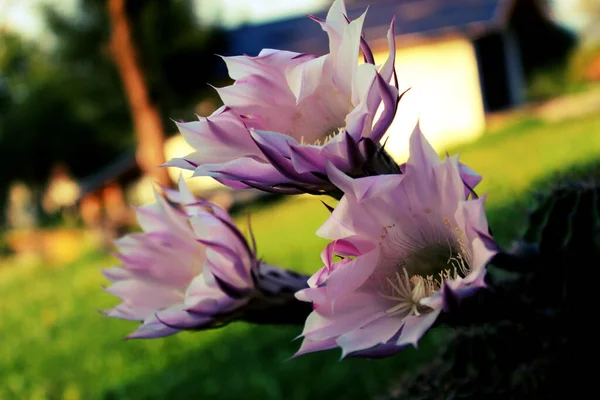 Gros Plan Trois Fleurs Cactus Grande Fleur Avec Des Détails — Photo