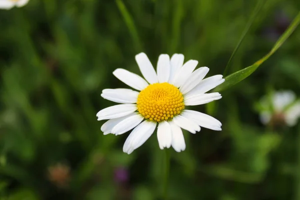 Bela Flor Margarida Com Grama Fundo — Fotografia de Stock