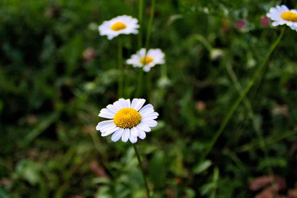 Gyönyörű Százszorszép Virág Háttérben — Stock Fotó