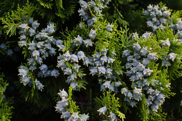 Hermoso Árbol Enebro Con Conos Maduros — Foto de Stock