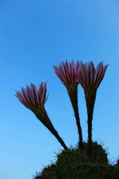 Close Three Cactus Flower Large Flower Details Royalty Free Stock Photos