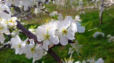 Erik çiçekleri, bahar çiçekleri, güzel beyaz çiçekler, erik çiçekleri, erik çiçekleri, çiçekler, arka plan.