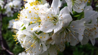 Erik çiçekleri, bahar çiçekleri, güzel beyaz çiçekler, erik çiçekleri, erik çiçekleri, çiçekler, arka plan.